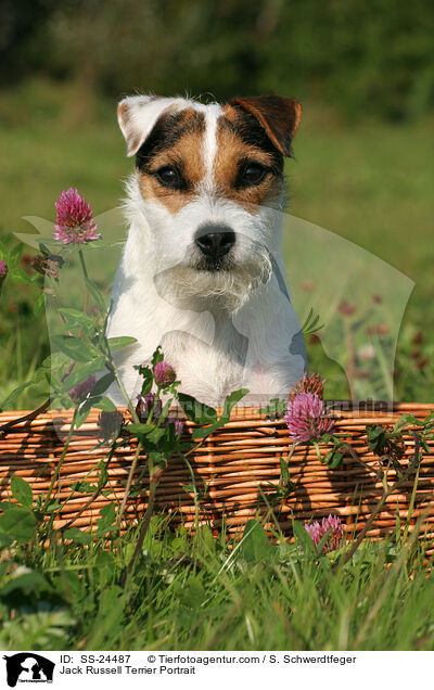 Parson Russell Terrier Portrait / Parson Russell Terrier Portrait / SS-24487
