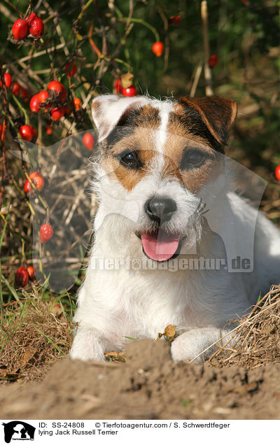 liegender Parson Russell Terrier / lying Parson Russell Terrier / SS-24808