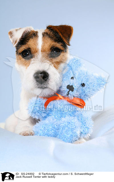 Jack Russell Terrier with teddy / SS-24892