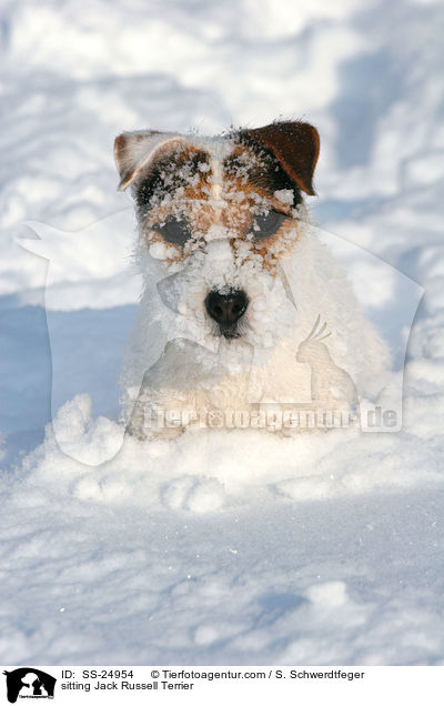 sitzender Parson Russell Terrier / sitting Parson Russell Terrier / SS-24954
