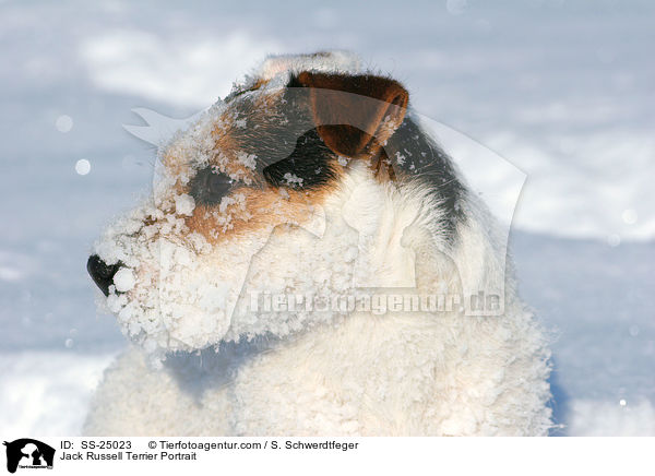 Parson Russell Terrier Portrait / Parson Russell Terrier Portrait / SS-25023