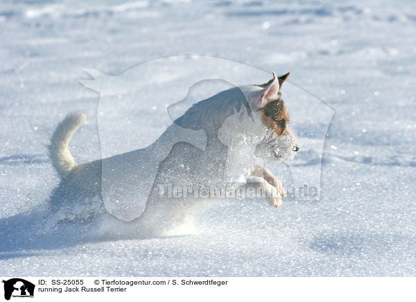 running Jack Russell Terrier / SS-25055
