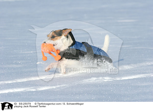 spielender Parson Russell Terrier / playing Parson Russell Terrier / SS-25079