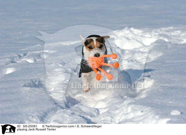 spielender Parson Russell Terrier / playing Parson Russell Terrier / SS-25081