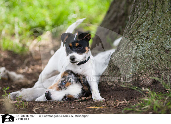 2 Puppies / AM-03567