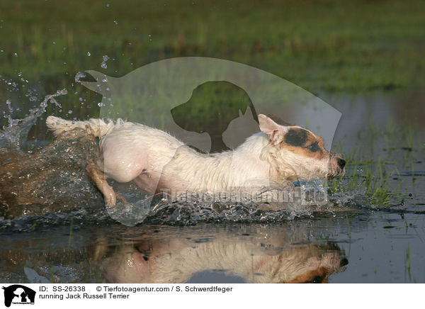 rennender Parson Russell Terrier / running Parson Russell Terrier / SS-26338
