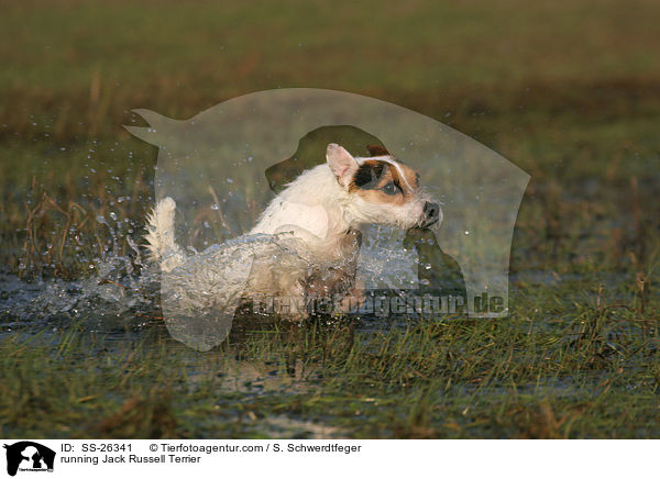 rennender Parson Russell Terrier / running Parson Russell Terrier / SS-26341