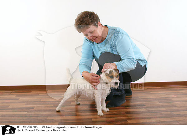 Parson Russell Terrier bekommt Flohhalsband / Parson Russell Terrier gets flea collar / SS-26795