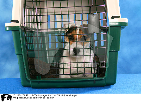 liegender Parson Russell Terrier / lying Parson Russell Terrier / SS-26842