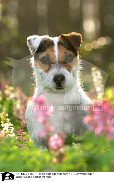 Parson Russell Terrier Portrait / Parson Russell Terrier Portrait / SS-27168