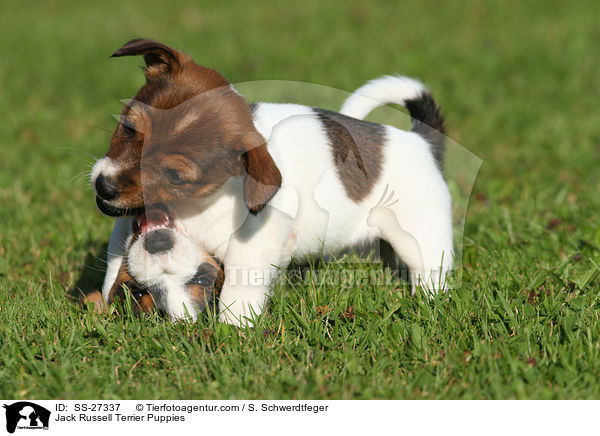 Jack Russell Terrier Puppies / SS-27337
