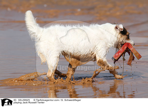 spielender Parson Russell Terrier / playing Parson Russell Terrier / SS-29925