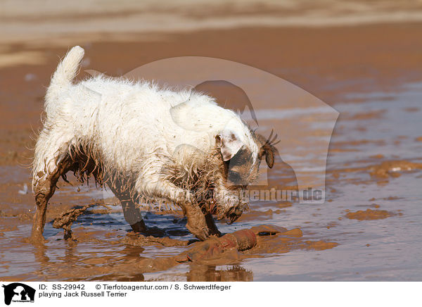 spielender Parson Russell Terrier / playing Parson Russell Terrier / SS-29942