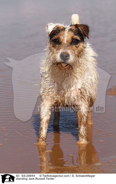 stehender Parson Russell Terrier / standing Parson Russell Terrier / SS-29944
