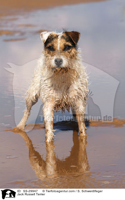 stehender Parson Russell Terrier / Parson Russell Terrier / SS-29947