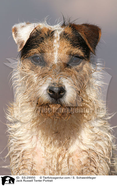 Parson Russell Terrier Portrait / Parson Russell Terrier Portrait / SS-29950