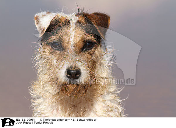 Parson Russell Terrier Portrait / Parson Russell Terrier Portrait / SS-29951