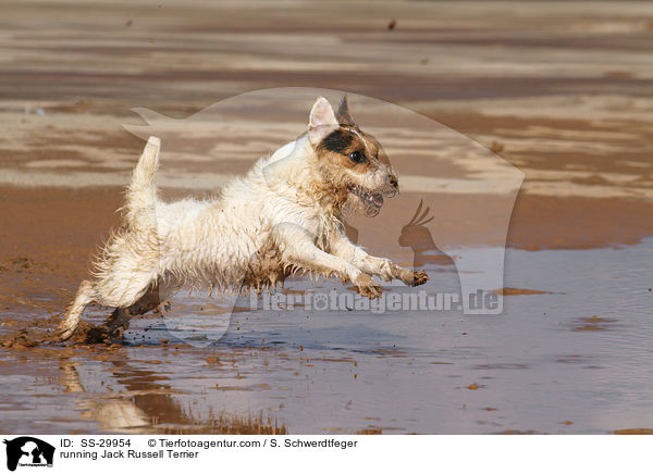 rennender Parson Russell Terrier / running Parson Russell Terrier / SS-29954