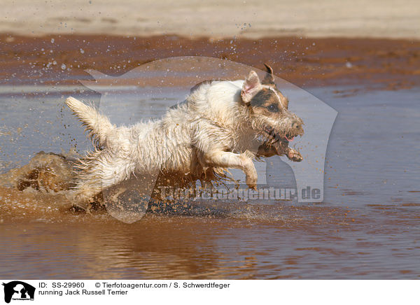 rennender Parson Russell Terrier / running Parson Russell Terrier / SS-29960