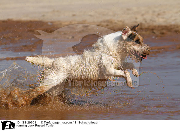 rennender Parson Russell Terrier / running Parson Russell Terrier / SS-29961
