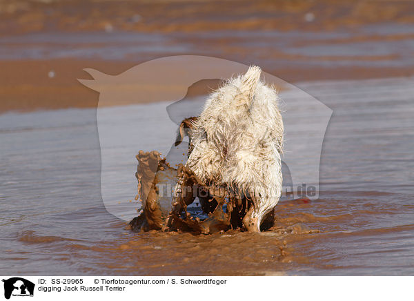 buddelnder Parson Russell Terrier / digging Parson Russell Terrier / SS-29965
