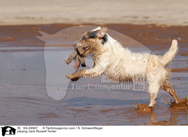 spielender Parson Russell Terrier / playing Parson Russell Terrier / SS-29967