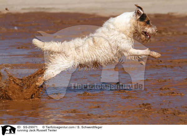 rennender Parson Russell Terrier / running Parson Russell Terrier / SS-29971