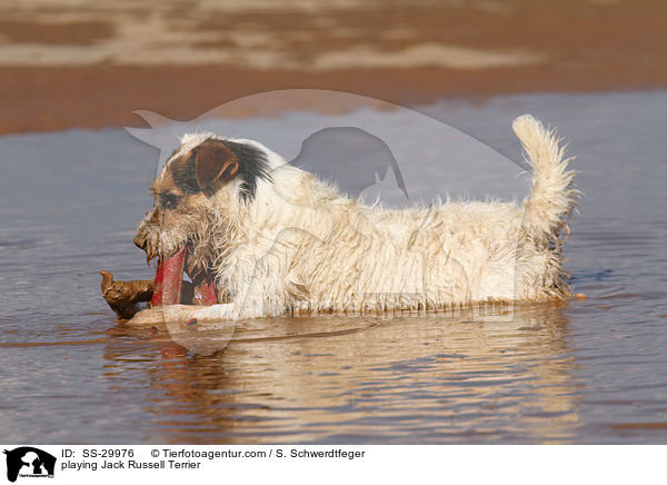 spielender Parson Russell Terrier / playing Parson Russell Terrier / SS-29976