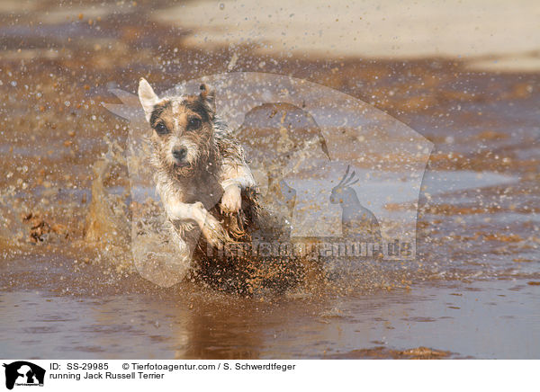 rennender Parson Russell Terrier / running Parson Russell Terrier / SS-29985