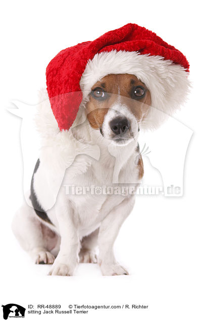 sitzender Jack Russell Terrier / sitting Jack Russell Terrier / RR-48889