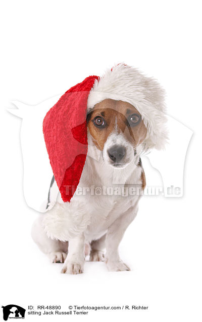 sitzender Jack Russell Terrier / sitting Jack Russell Terrier / RR-48890