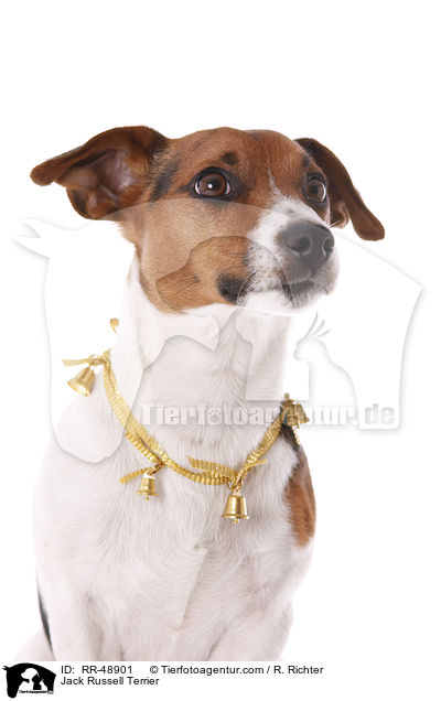 Jack Russell Terrier / Jack Russell Terrier / RR-48901