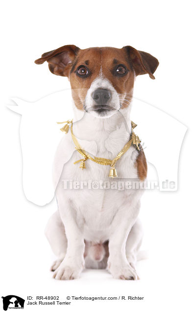 Jack Russell Terrier / Jack Russell Terrier / RR-48902