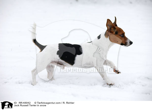 Jack Russell Terrier in snow / RR-48942