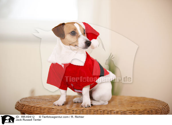Jack Russell Terrier / Jack Russell Terrier / RR-49412