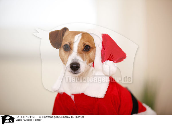 Jack Russell Terrier / Jack Russell Terrier / RR-49413