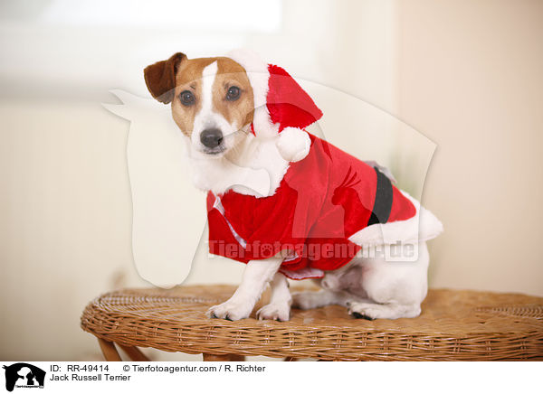 Jack Russell Terrier / Jack Russell Terrier / RR-49414
