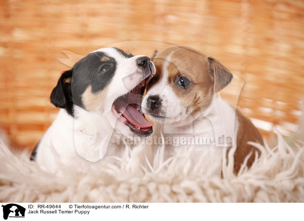Jack Russell Terrier Welpe / Jack Russell Terrier Puppy / RR-49644
