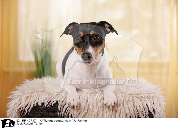 Jack Russell Terrier / Jack Russell Terrier / RR-49717