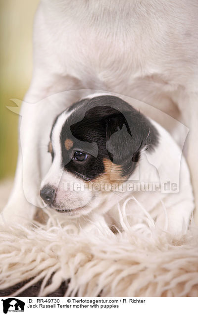 Jack Russell Terrier Hndin mit Welpen / Jack Russell Terrier mother with puppies / RR-49730