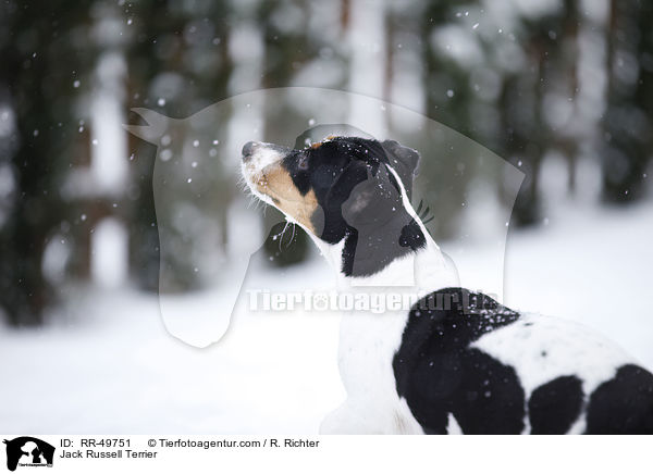 Jack Russell Terrier / Jack Russell Terrier / RR-49751