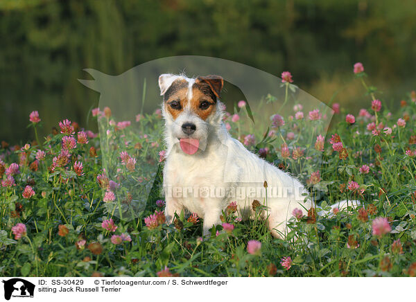 sitzender Parson Russell Terrier / sitting Parson Russell Terrier / SS-30429