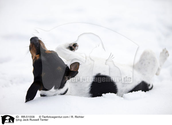 liegender Jack Russell Terrier / lying Jack Russell Terrier / RR-51008