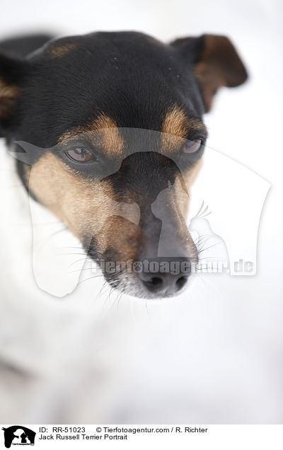 Jack Russell Terrier Portrait / RR-51023