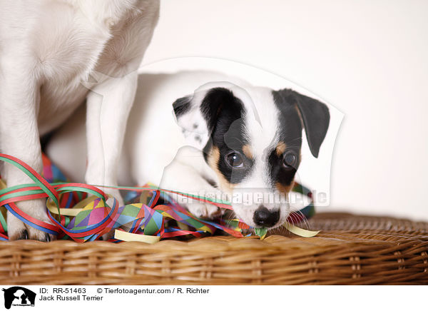 Jack Russell Terrier / Jack Russell Terrier / RR-51463