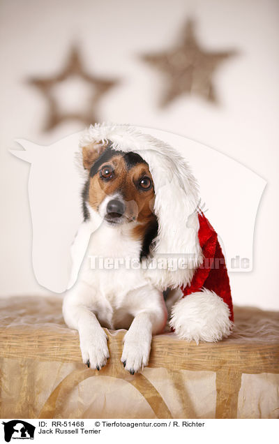 Jack Russell Terrier / Jack Russell Terrier / RR-51468
