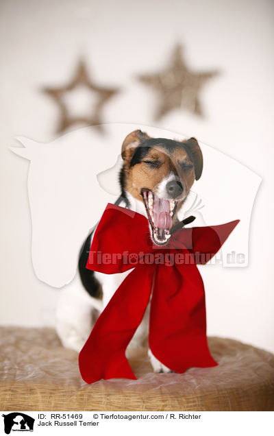 Jack Russell Terrier / Jack Russell Terrier / RR-51469