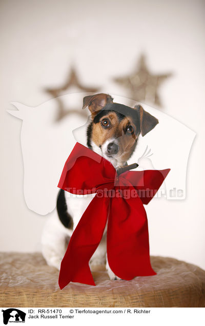 Jack Russell Terrier / Jack Russell Terrier / RR-51470