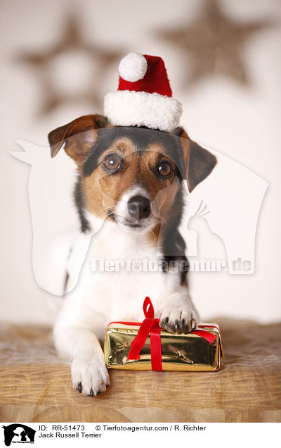 Jack Russell Terrier / Jack Russell Terrier / RR-51473