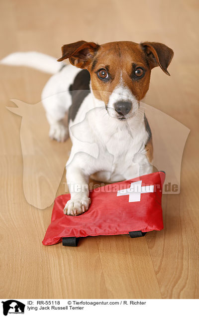 lying Jack Russell Terrier / RR-55118